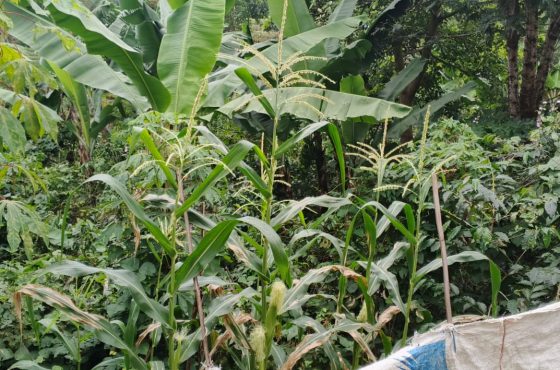 JUAL TANAH INVESTASI